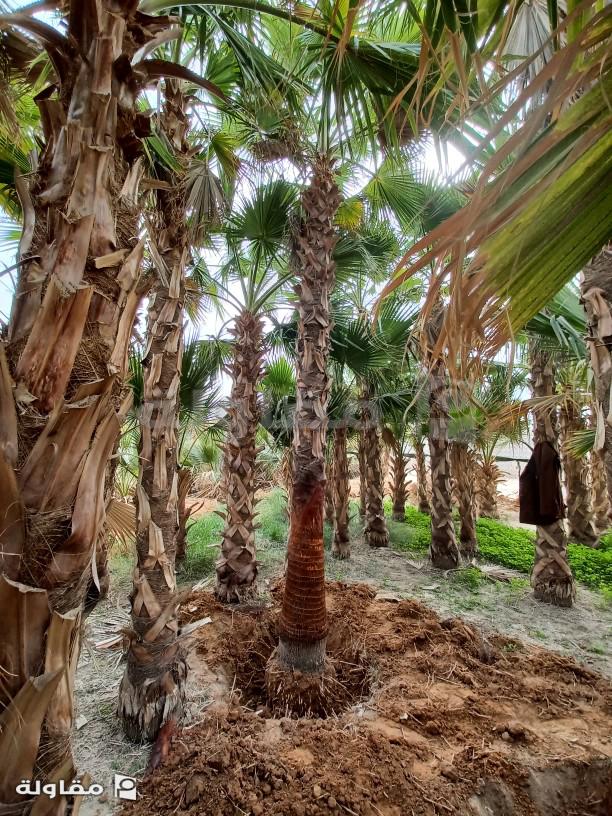 من أعمال ابو بدر لجميع أعمال النخيل
