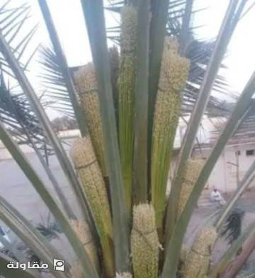من أعمال ابو بدر لجميع أعمال النخيل