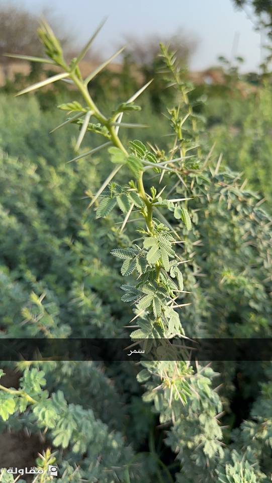 من أعمال مؤسسة مشاتل الصبار الزراعية