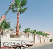 من أعمال ابو بدر لجميع أعمال النخيل