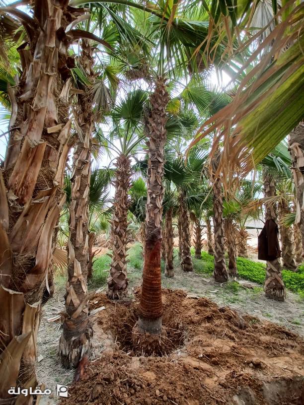 من أعمال ابو بدر لجميع أعمال النخيل